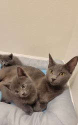 Polydactyle Russian Blue kittens