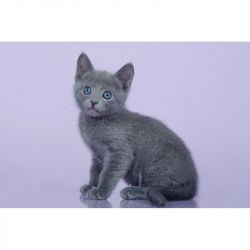 Hypoallergenic Russian Blue kitten