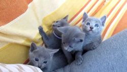Friendly Russian Blue kittens