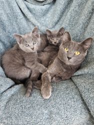 Russain Blue Kittens