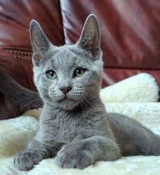 Russian Blue Kittens For Sale Now