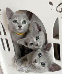 Cute Little Russian Blue Kittens For Sale Now