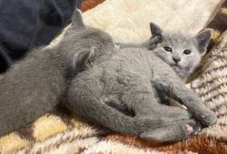 Pure Pedigree Russian Blue kittens TICA