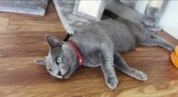 Gorgeous Russian blue kittens for sale