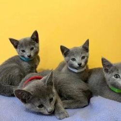 Purebred Russian Blue Kittens Available Now