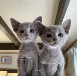 Russian Blue kittens available