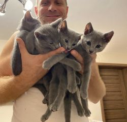 Purebred Russian Blue Kittens Available Now