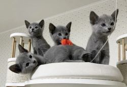 Russian Blue Kittens Available For Sale