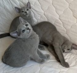 Russian Blue Kittens Seeking New Families