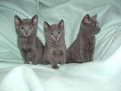 3 Beautiful Russian Blue Kittens for sale