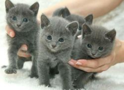 Pedigree Russian Blue Kittens For Sale