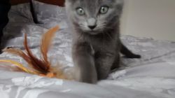 Pedigree Blue Kittens For Sale
