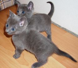 1 Male 1 Female Russian Blue Kittens