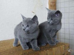 Cute Russian Blue Kittens Available For A New Home