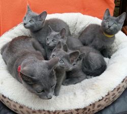 Amazing Pedigree Russian Blue Kittens