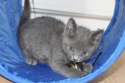 Russian Blue Kittens For Adoption.