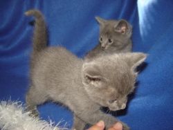 Effluent Russian Blue Kittens for sale