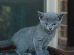 Highly Intelligent Russian Blue Kittens