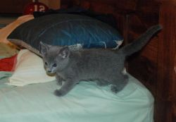 Tranquil Russian Blue Kittens for sale