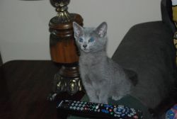 Energetic Russian Blue Kits for sale
