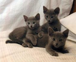 Earnest Russian Blue Kittens for new homes