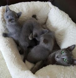 Registered Russian Blue Kittens for sale