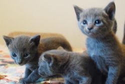 true litter trained russian blue kittens for rehom