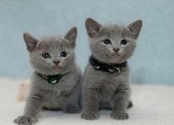 Russian Blue Kittens for good home.