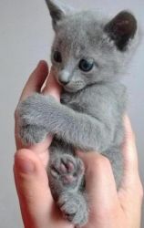 Super Russian Blue Kittens For Sale