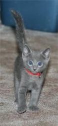 Very Cute & Playful Russian Blue Kittens For Sale