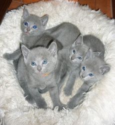 Gorgeous Russian Blue kittens Ready