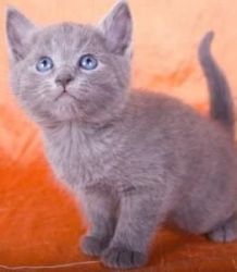 Russian Blue Kitten for your home