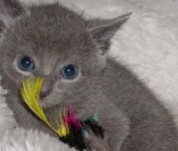 Russian Blue Kitten