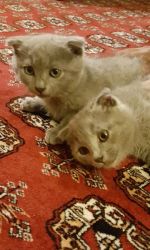 amazing Russian blue kittens Actual