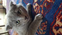 All ears Russian blue kittens fantastic