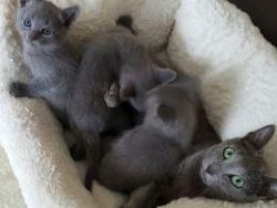 Registered Russian Blue Kittens