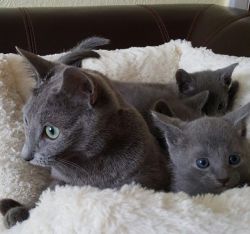 Ready Russian Blue Kittens For Sale