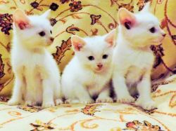 playful white russian kittens ready to go now