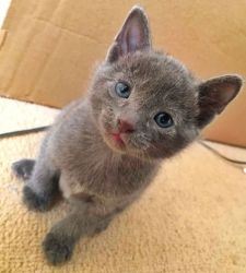 Two Solid Russian Blue Kittens Ready Now
