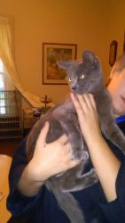 Russian Blue mix Mom and Baby need a home