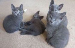 Lovely Hypoallergenic Russian Blue Kittens for sale