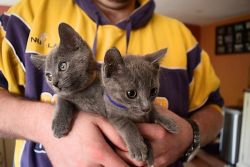 Russian Blue Kittens for your kids and others