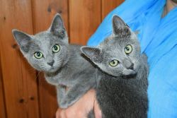 Cuddle hug Russian Blue Kittens Available