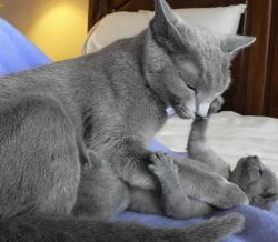 Affordable Russian Blue kittens For New Homes