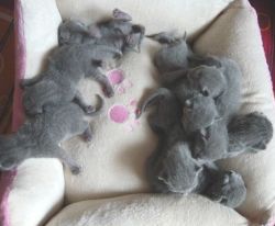 Russian Blue kittens(twelve weeks old)