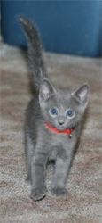 Russian Blue Kittens Fife Registered