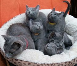 Full Pedigree Russian Blue Kittens Gccf Registered