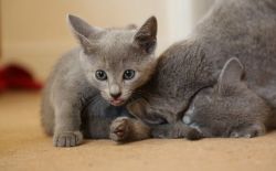 Beautiful Russian Blue kittens, Looking for, a good homes