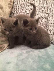 Russian Blue Kittens 2 boys and 2 girls available