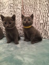 We have Russian Blue Kittens